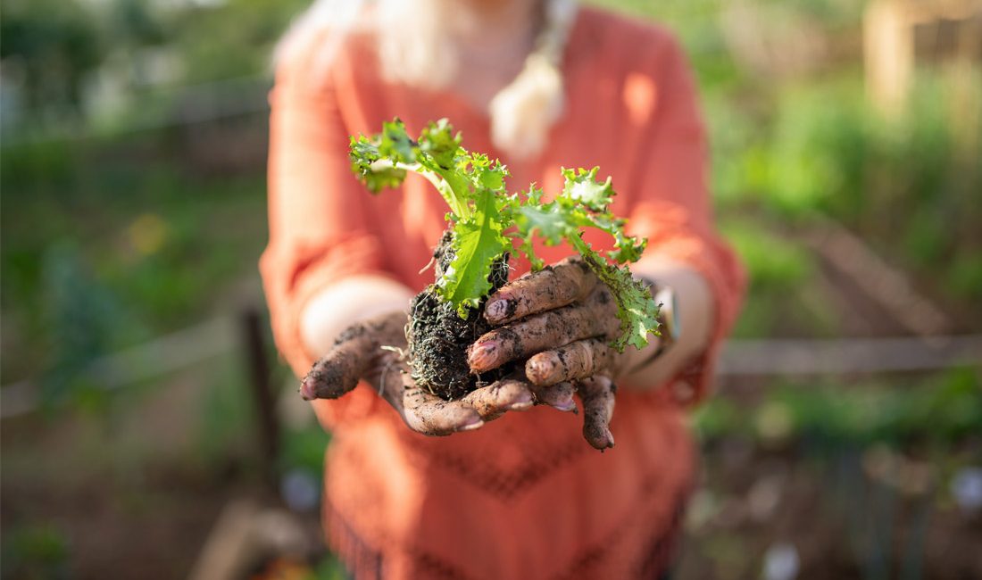 Green thumbs beware: one-third of veggie gardens contaminated with lead